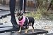 Puppia Soft Dog Harness No Choke Over-The-Head Triple Layered Breathable Mesh Adjustable Chest Belt and Quick-Release Buckle, Camouflage, Small