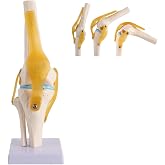 AVASMODEL Doctor Verified Functional Life Size Knee Model Anatomy with Ligaments, Movable Anatomic Human Knee Joint Model with ACL, PCL, MCL, and LCL for Orthopedic, Skeleton, Anatomical Learning