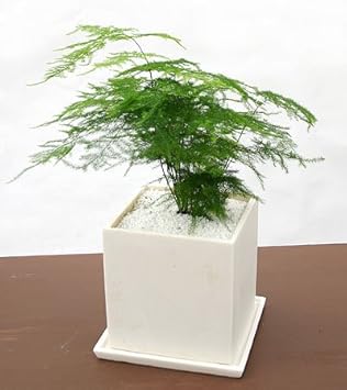Amazon Co Jp いい庭 観葉植物 アスパラガス ナナス パウダーストーン ｓ 家電 カメラ
