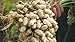 Peanut Seeds -Red Peanut Plant Organic Non-GMO Vegetable Seeds for Planting-Delicious,High Yielding-Arachis hypogaea 20 Seeds