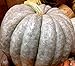 Blue Jarrahdale Pumpkin 15 Seeds - Decorative & Edible