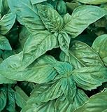 Herb Basil Pesto Italian Large Leaf D944A (Green) 1000 Organic Seeds by David's Garden Seeds