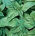David's Garden Seeds Herb Basil Pesto Italian Large Leaf D944A (Green) 200 Organic Seeds