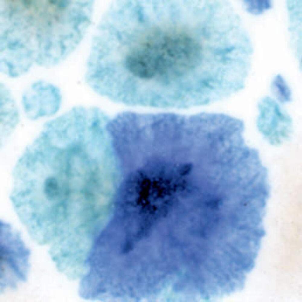 AmacoCRYS GLZ CTL12 MRD GR 1PT