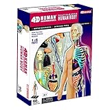 4D Vision Half Cleared Human Anatomy Model