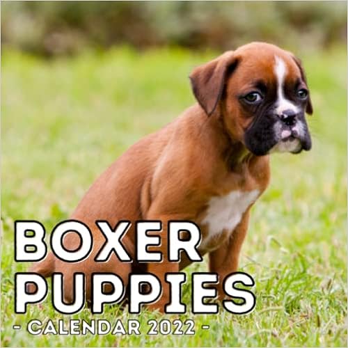 New Boxer Calendar 2022 Ngtsdp