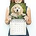 2025 2026 Golden Retriever Pups Calendar - Dog Breed Monthly Wall Calendar - 12