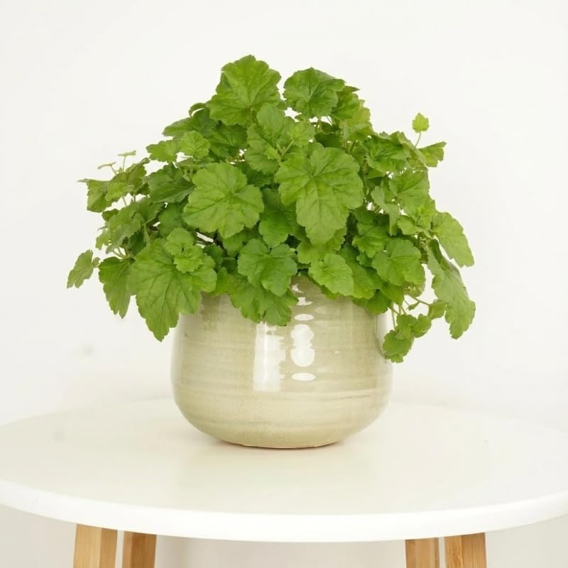 GINGERGLOW Piggyback Plant (Tolmiea menziesii) - Live Houseplant in 4-Inch Pot, Low Maintenance Trailing Habit, Shade Tolerant