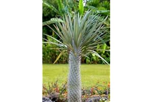 PACHYPODIUM GEAYI Rare Madagascar Succulent Cactus Cactus 5 Seeds: Package Contains Seeds