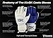 KixGK Costa Goalkeeper Gloves (Sizes 5-12):High Level Match-Training Adult & Youth Soccer Goalie Gloves - Designed for Performance, Comfort, & Safety