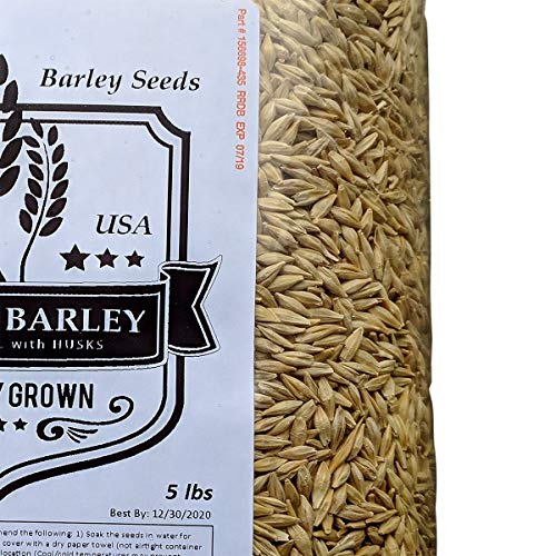 Barley Seeds - All Natural 5 Pounds Whole Barley Seed for Juicing, Malt Brewing, Beer Making