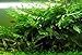 Bolbitis Difformis Baby Leaf Fern Potted Live Aquarium Plants for Freshwater Fish Tank by Greenpro