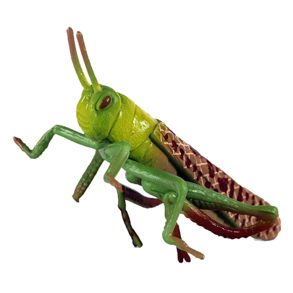 HEMOTON Plastic Toy Locust Simulation Model 2.75 Inch Realistic Grasshopper Figure Educational Bug Plastic Decor for Kids Biological Learning