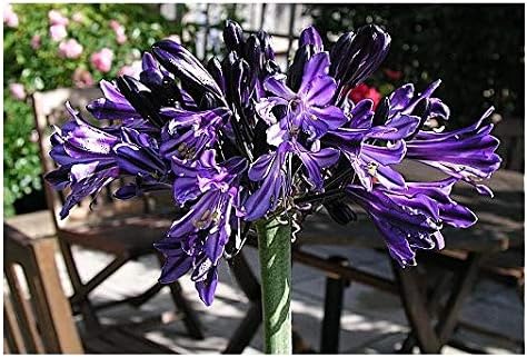 Agapanthus Black Pantha