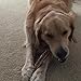 ONE (1) Large sized Elk Antler Chew Bone For Medium to Large Dogs, 7