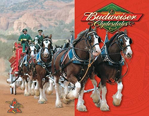 Amazon Com Desperate Enterprises Budweiser Clydesdales Tin Sign 16 W X 12 5 H Metal Beer Signs Posters Prints