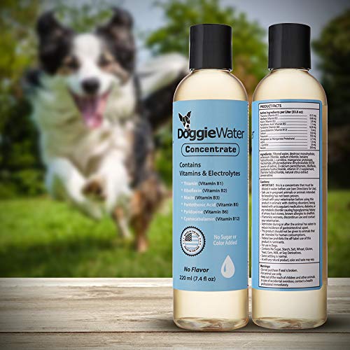 Dog Vitamins And Supplements Dog Multivitamin Dog Supplement