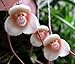 Exotic Plants Monkey face Orchid, 20 seeds