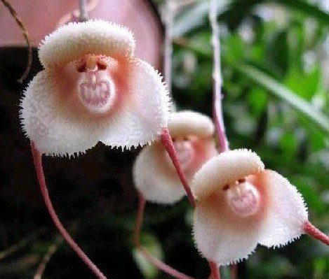 Exotic Plants Monkey face Orchid, 20 seeds