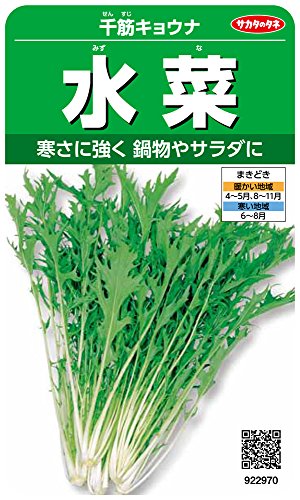 サカタのタネ 実咲野菜2970 水菜 千筋キョウナ 00922970商品画像