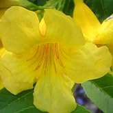 Tronadora Seeds (Tecoma stans) Packet of 20 Seeds | Also called Yellow Bells; annual/perennial garden plant grown for ornamental or specialty garden use.