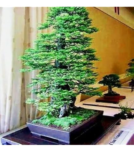 Amazon.com : Tree of Life Bonsai Seeds | 20+ Seeds | Grow a Moringa Tree  Bonsai, Highly Nutritious Leaves and Seeds, Edible and Tasty. Ships from  Iowa, USA : Patio, Lawn & Garden