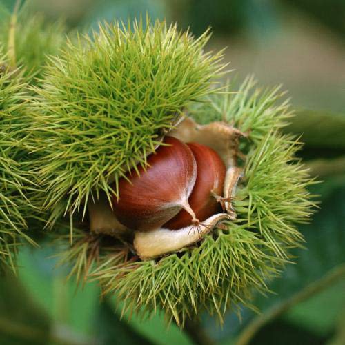 YUHO Peeled Roasted Organic Chestnuts, non-GMO, No Color, No Cyclamate, No Preservatives, Healthy Snack, Vacuum Packed, 5.64 Oz