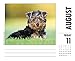 Just Yorkies 2017 Box Calendar (Dog Breed Calendars)