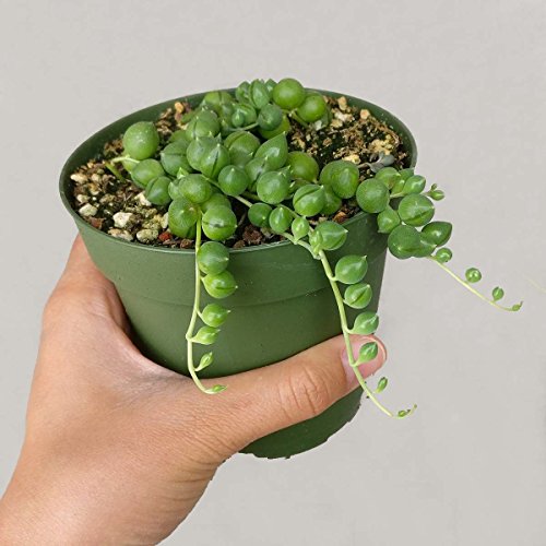 DH7 Enterprise (4 inch) Succulents String of Pearl