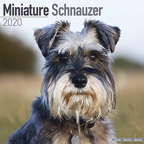Miniature Schnauzer Calendar 2020 Calendar – 1 July 2019