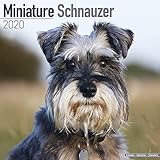 Schnauzer Miniature Calendar - Dog Breed Calendars - 2019 - 2020 Wall Calendars - 16 Month Wall Cale by 
