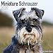 Schnauzer Miniature Calendar - Dog Breed Calendars - 2019 - 2020 Wall Calendars - 16 Month Wall Cale by 