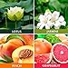 KitchenGynti Scented Candles Gift Set – Lotus,Jasmine,Peach and Grapefruit, Candle Soy Wax for Stress Relief and Aromatherapy Candles – 4 Pack …thumb 1