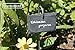 GardenMate 10-Pack Natural Style Slate Plant Labels (4
