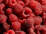 Hilton Raspberry Fruit Plant Seed 100 Stratisfied Berry Plant Seeds