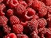 Hilton Raspberry Fruit Plant Seed 100 Stratisfied Berry Plant Seeds primary
