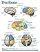 Brain Anatomical Chart
