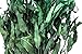 SuperMoss (15103 Dried Flowers - Eucalyptus Long, Green, 3.5oz