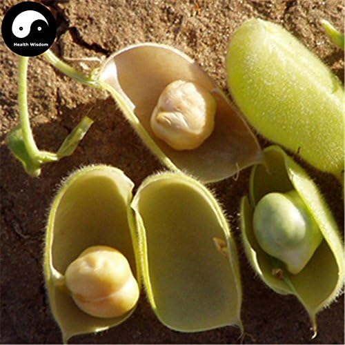 Cicer arietinum comprar semillas vegetales frijoles Frijoles ...