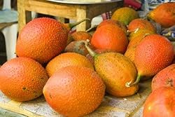 2 GAC FRUIT Gac Melon Vine Momordica