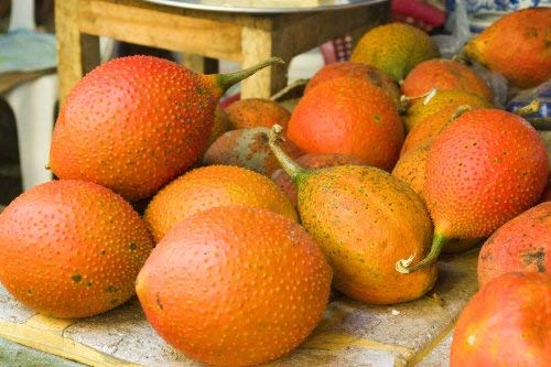 2 GAC FRUIT Gac Melon Vine Momordica