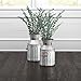 Amazon Brand - Stone & Beam Vintage Rustic Farmhouse Galvanized Metal Milk Jug Home Decor Planter Vase, Grey, 7.5
