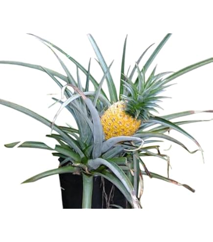 Amazon.com : Pineapple Plant Variety Pack - 3 Live Starter Plants - Ananas  Comosus - Grower's Choice - Edible and Fruit Bearing for Patio and Garden :  Patio, Lawn & Garden