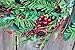 The Wreath Depot Greenwood Berry Winter Wreath, 24 Inches, Enhances Front Door Decor for All Winter Long, Beautiful White Gift Box