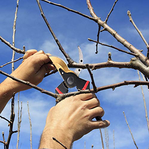 image for EONLION Pruning Shears, 8 Inch Professional Sharp Bypass Garden Shear