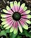 (HECON)~GREEN ENVY CONEFLOWER~Seeds!!!!~Stunning Color!!!