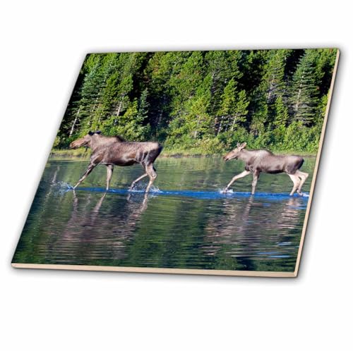 3dRose Cow Moose and Calf, Alces, Fishercap Lake, Glacier NP, Montana 12 Inch C…