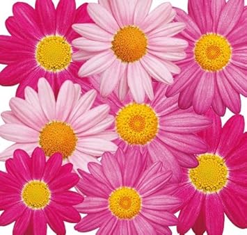 Amazon 色変わり マーガレット バブルガムブラスト １株 宿根草 栄養系 17年春の新色です 花