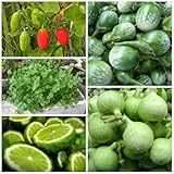 Organic Seed Bottle Gourd, Coriander, Ivy gourd, Kaffir Lime, Round Eggplant (Non GMO) by Preecha Store.
