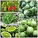 Organic Seed Bottle Gourd, Coriander, Ivy gourd, Kaffir Lime, Round Eggplant (Non GMO) by Preecha Store.
